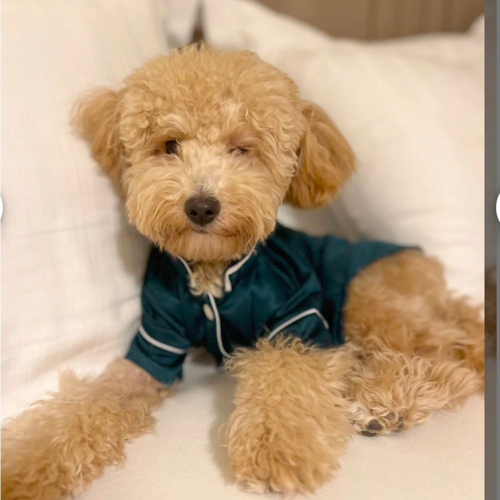 Green dog pajamas